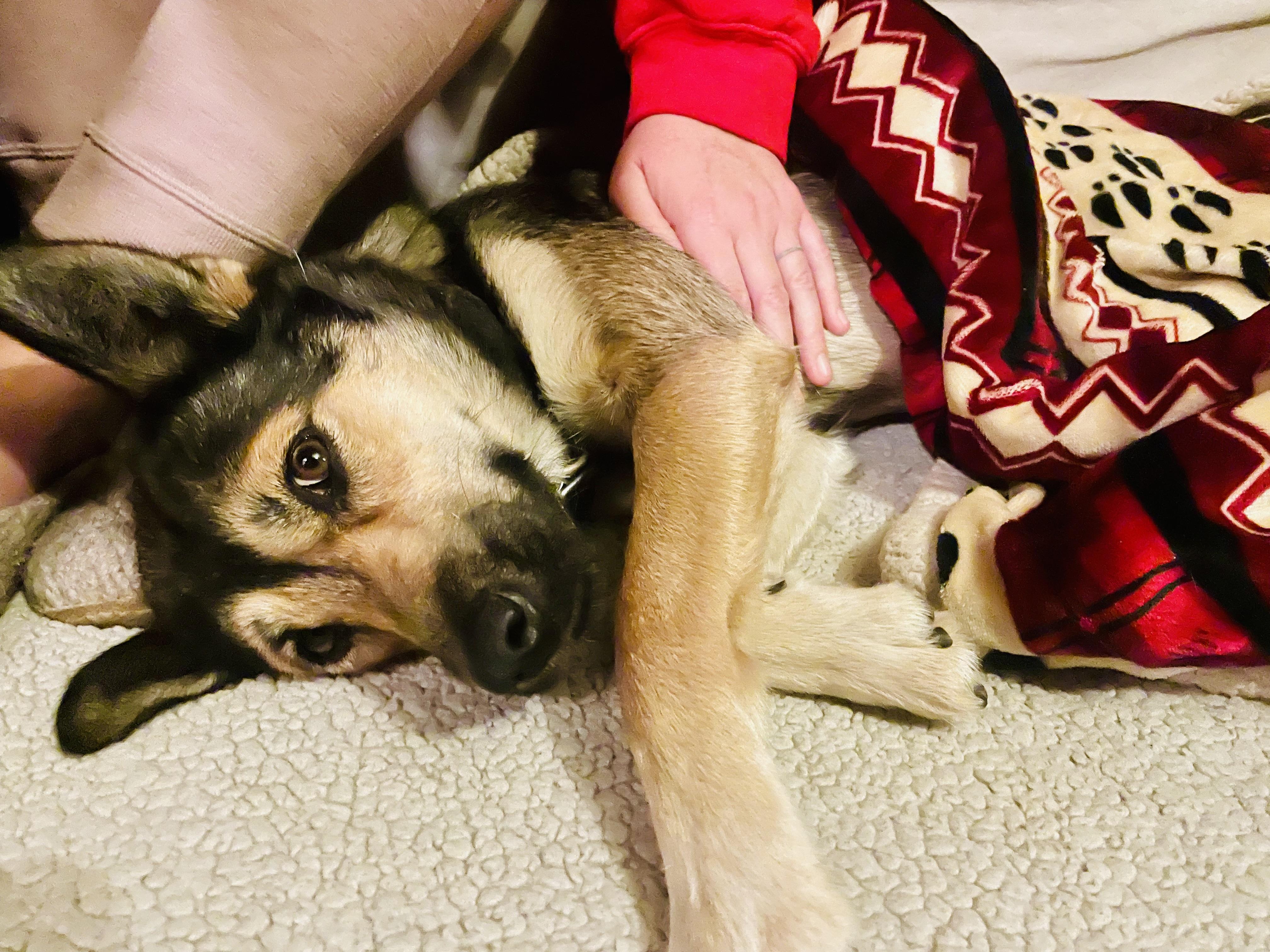 Enlarge Poppy, an adopted mixed breed in Toluca Lake, CA image 3/4