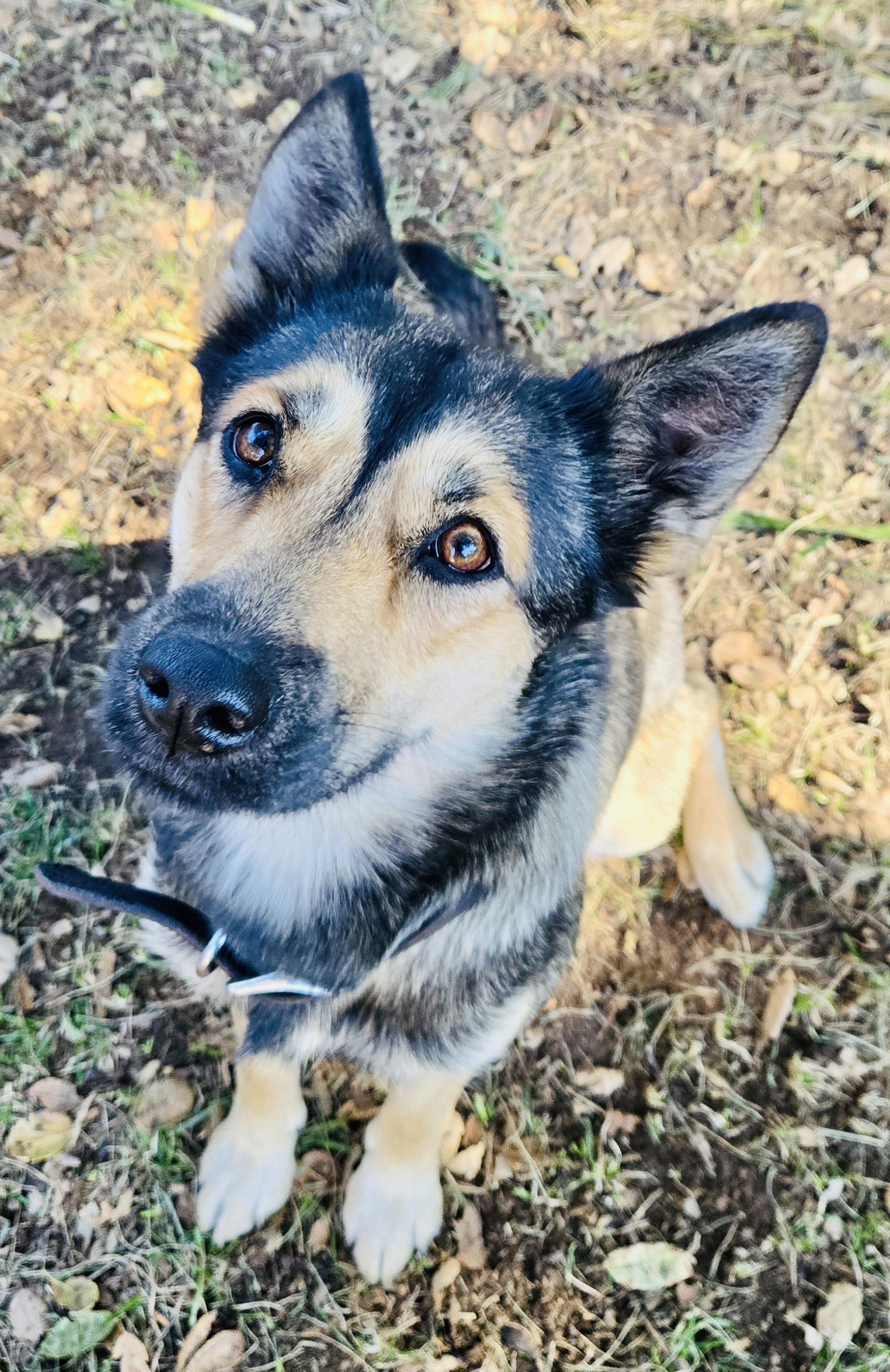 Enlarge Poppy, an adopted mixed breed in Toluca Lake, CA image 2/4