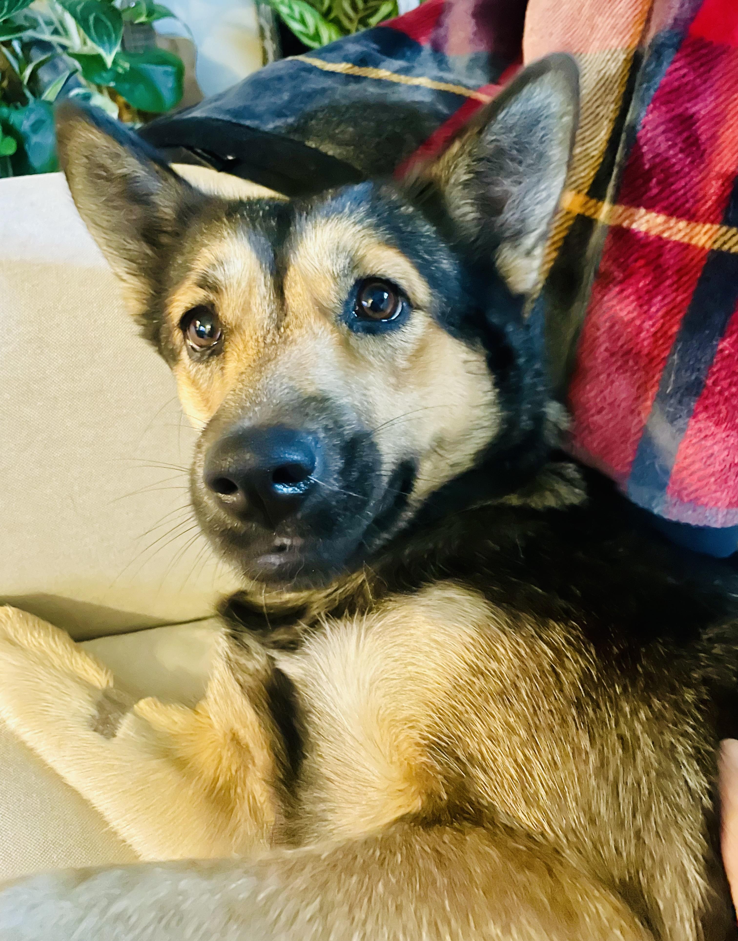 Enlarge Poppy, an adopted mixed breed in Toluca Lake, CA image 1/4