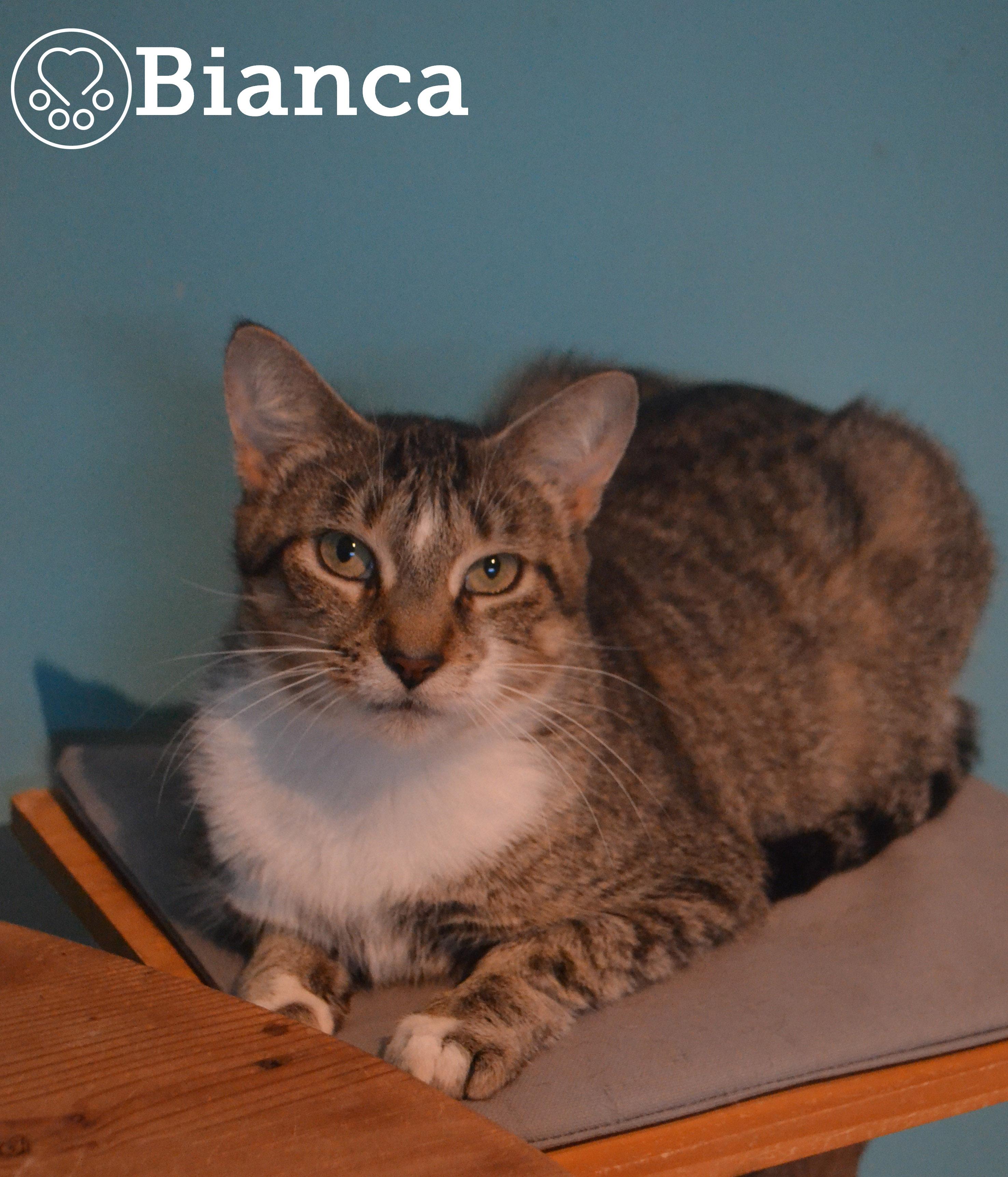 Bianca, Adoptable, Adult Female Domestic Short Hair.