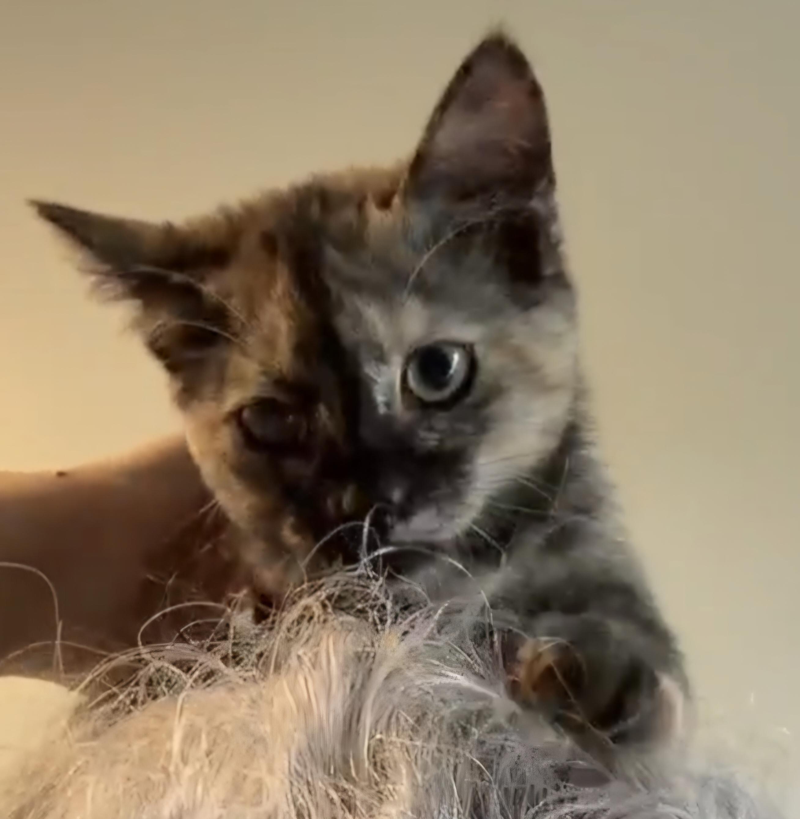 Enlarge Thea, a Adopted Domestic Short Hair in Bloomsdale, MO image 2/2