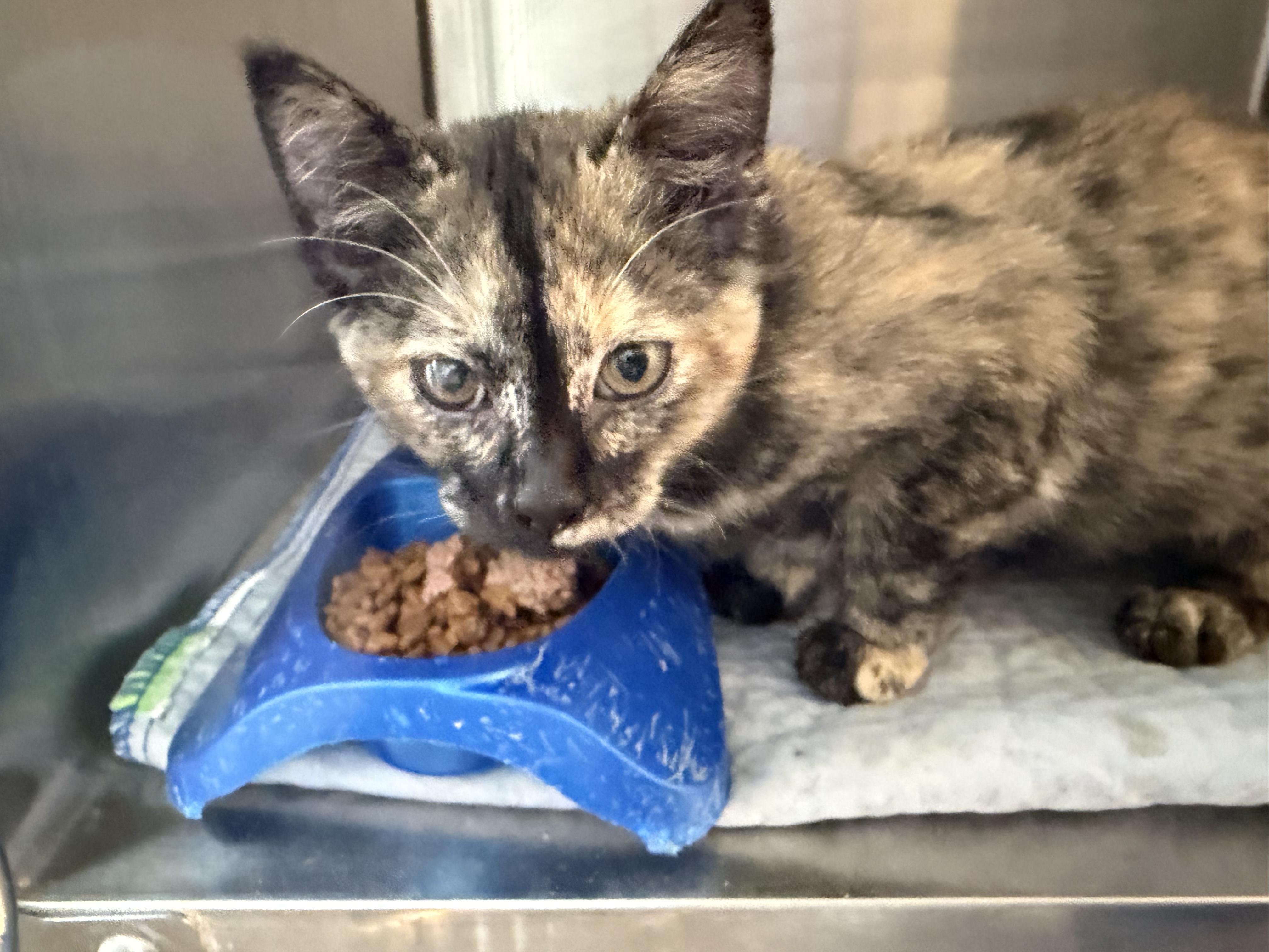 Thea, Adopted, Kitten Female Domestic Short Hair.