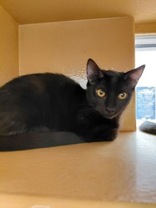 Mack, Adoptable, Adult Male Domestic Short Hair & Domestic Short Hair.