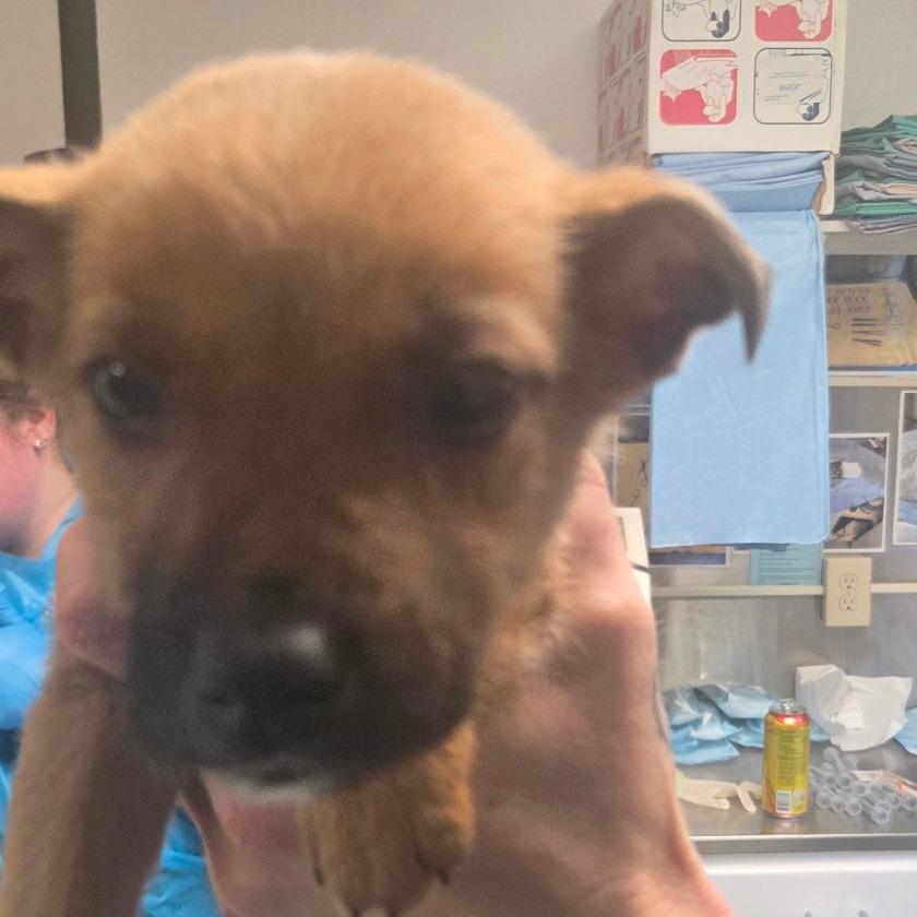 Goldielocks, Adoptable, Puppy Male Mixed Breed.