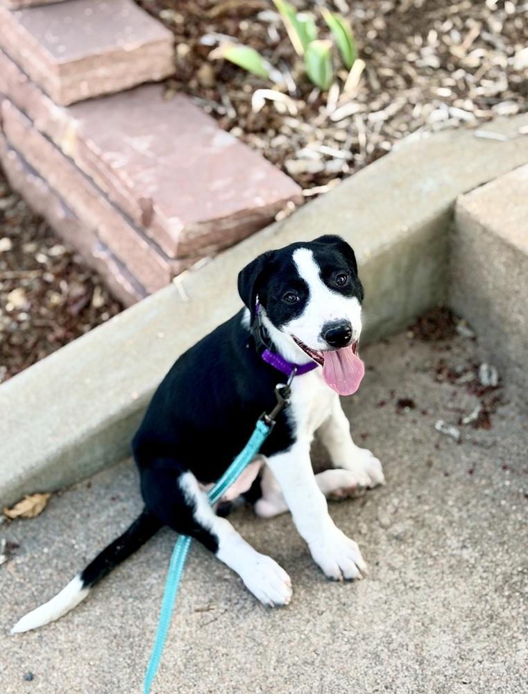 Miley, Adoptable, Puppy Female Border Collie & Plott Hound.