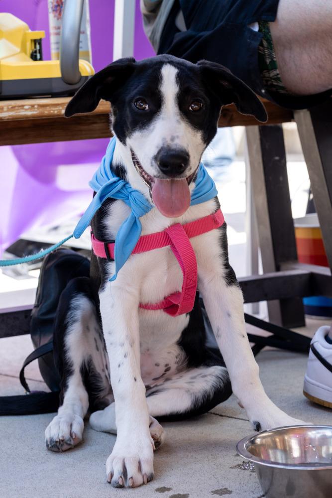 Miley, Adoptable, Puppy Female Border Collie & Plott Hound.