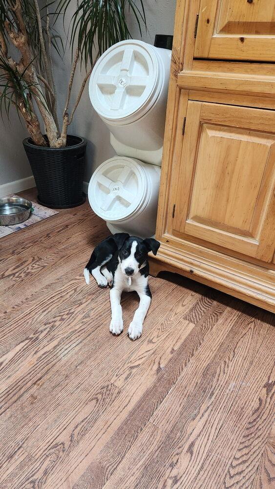 Enlarge Miley, a Adoptable mixed breed in Denver, CO image 2/6