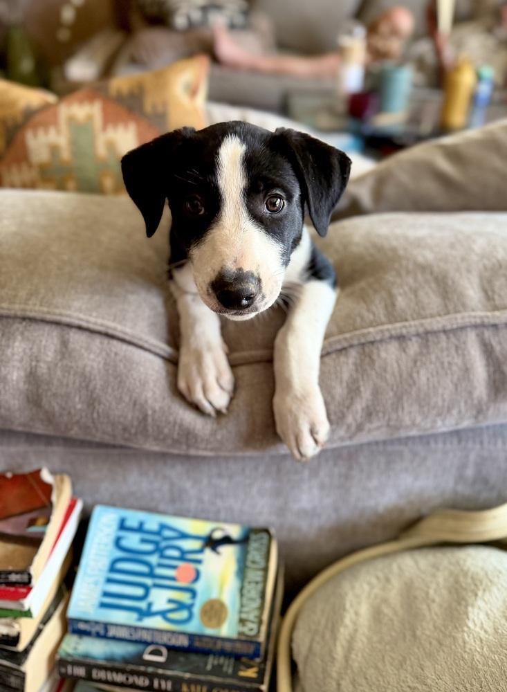 Enlarge Miley, a Adoptable mixed breed in Denver, CO image 3/6