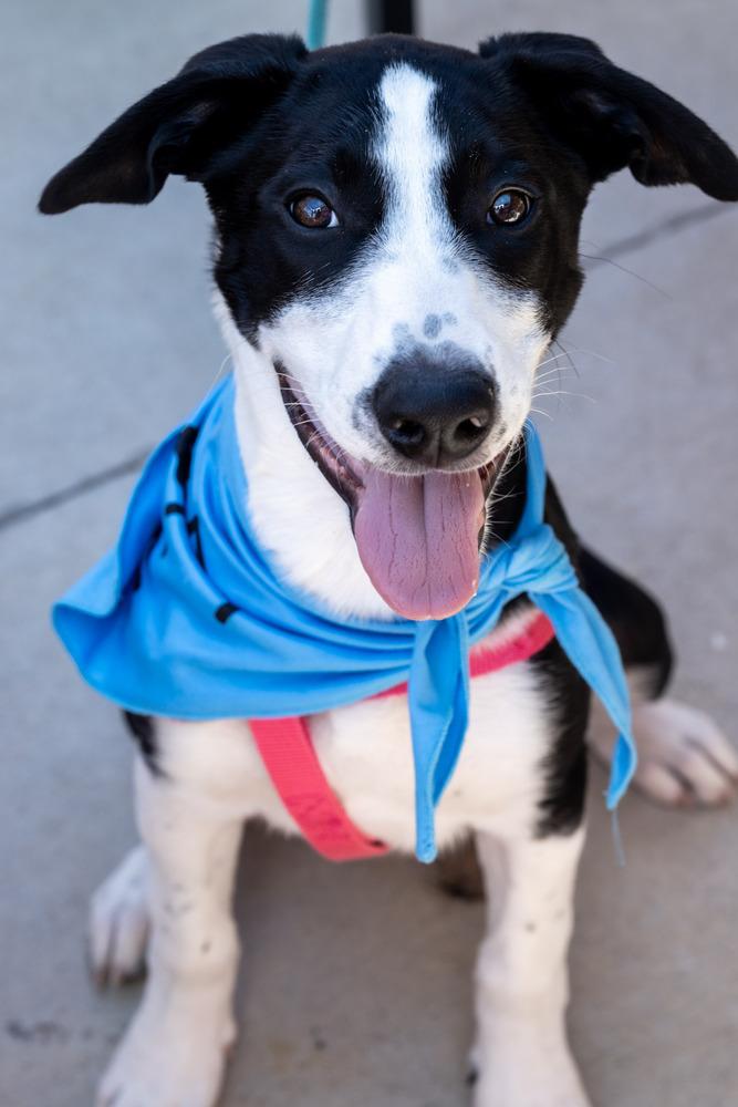 Miley, a Adoptable mixed breed in Denver, CO image 2/6