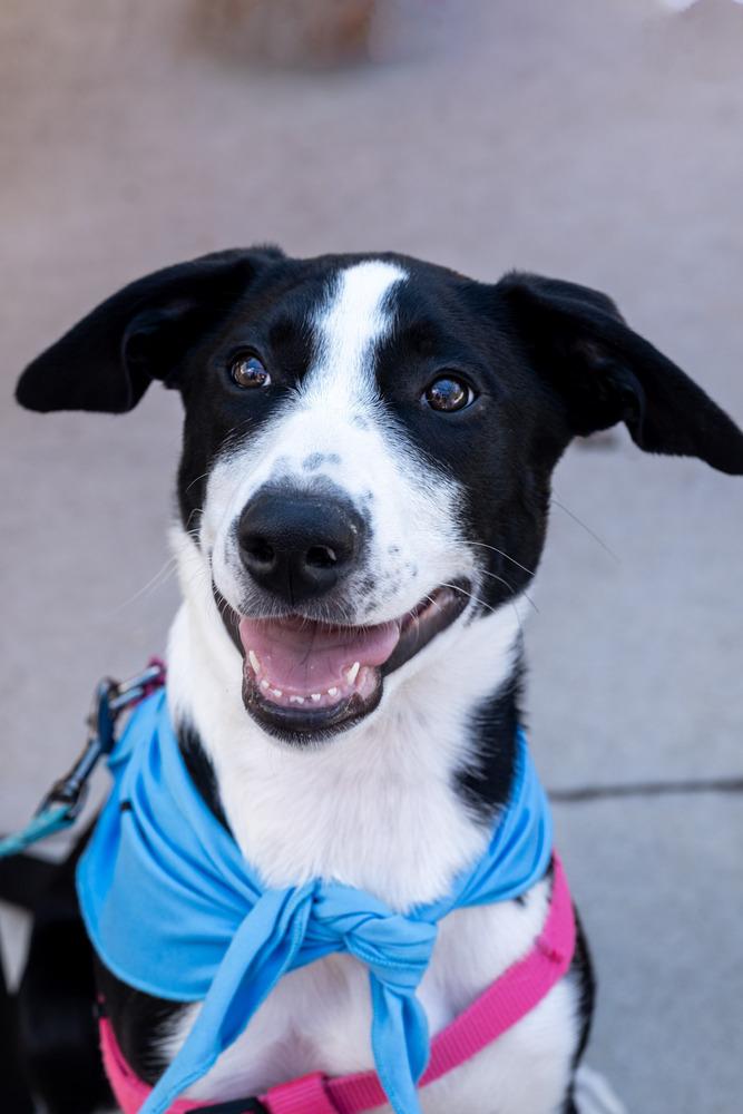 Miley, a Adoptable mixed breed in Denver, CO image 3/6