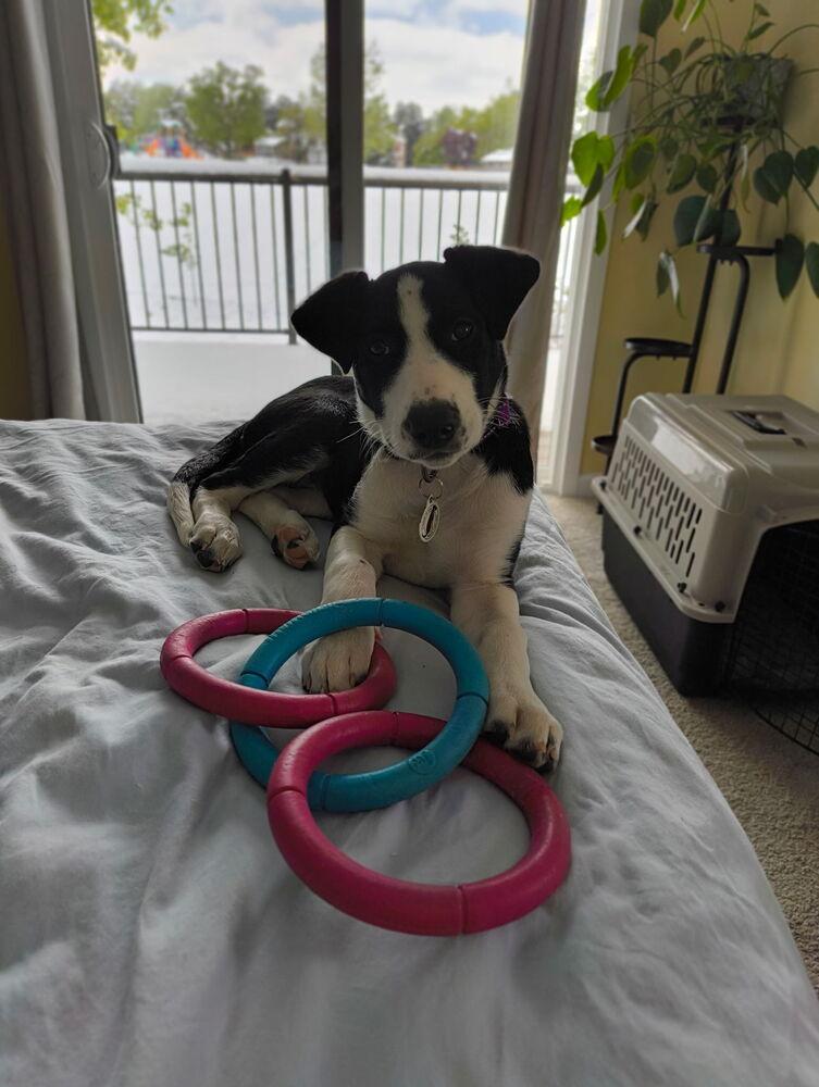 Enlarge Miley, a Adoptable mixed breed in Denver, CO image 4/6