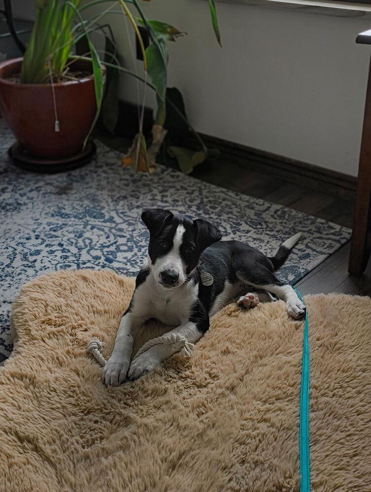 Enlarge Miley, a Adoptable mixed breed in Denver, CO image 5/6
