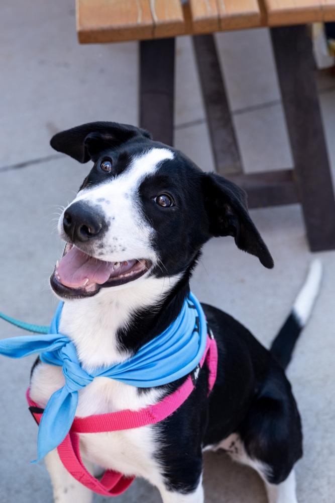 Miley, a Adoptable mixed breed in Denver, CO image 5/6