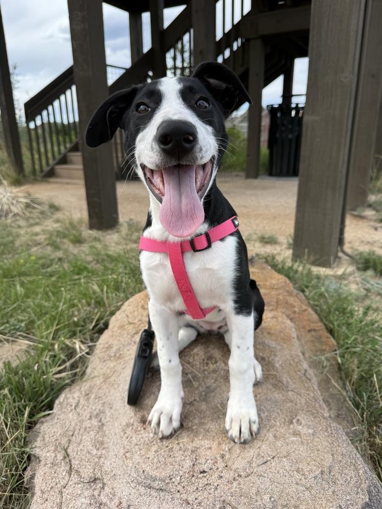 Miley, a Adoptable mixed breed in Denver, CO image 6/6