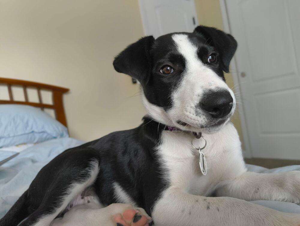 Enlarge Miley, a Adoptable mixed breed in Denver, CO image 6/6