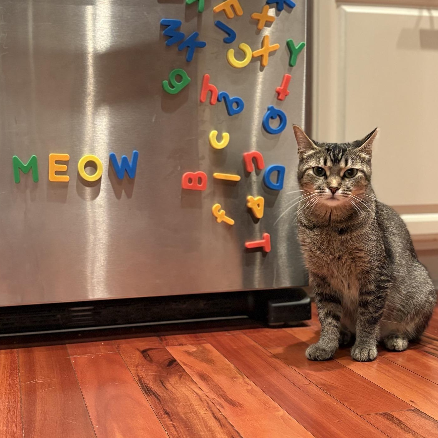 Summer, a Adoptable Tabby in Independence, OH image 2/5