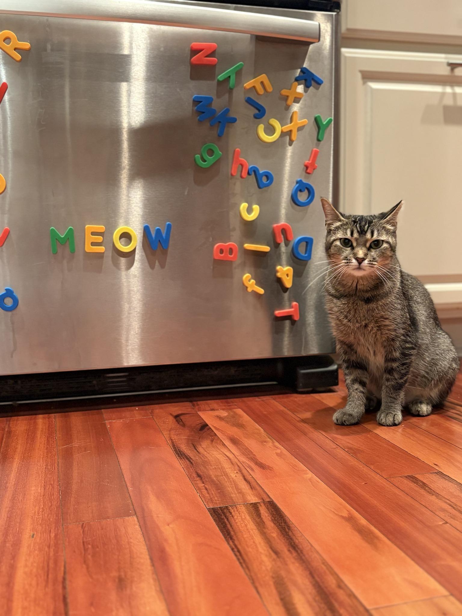 Enlarge Summer, a Adoptable Tabby in Independence, OH image 1/5