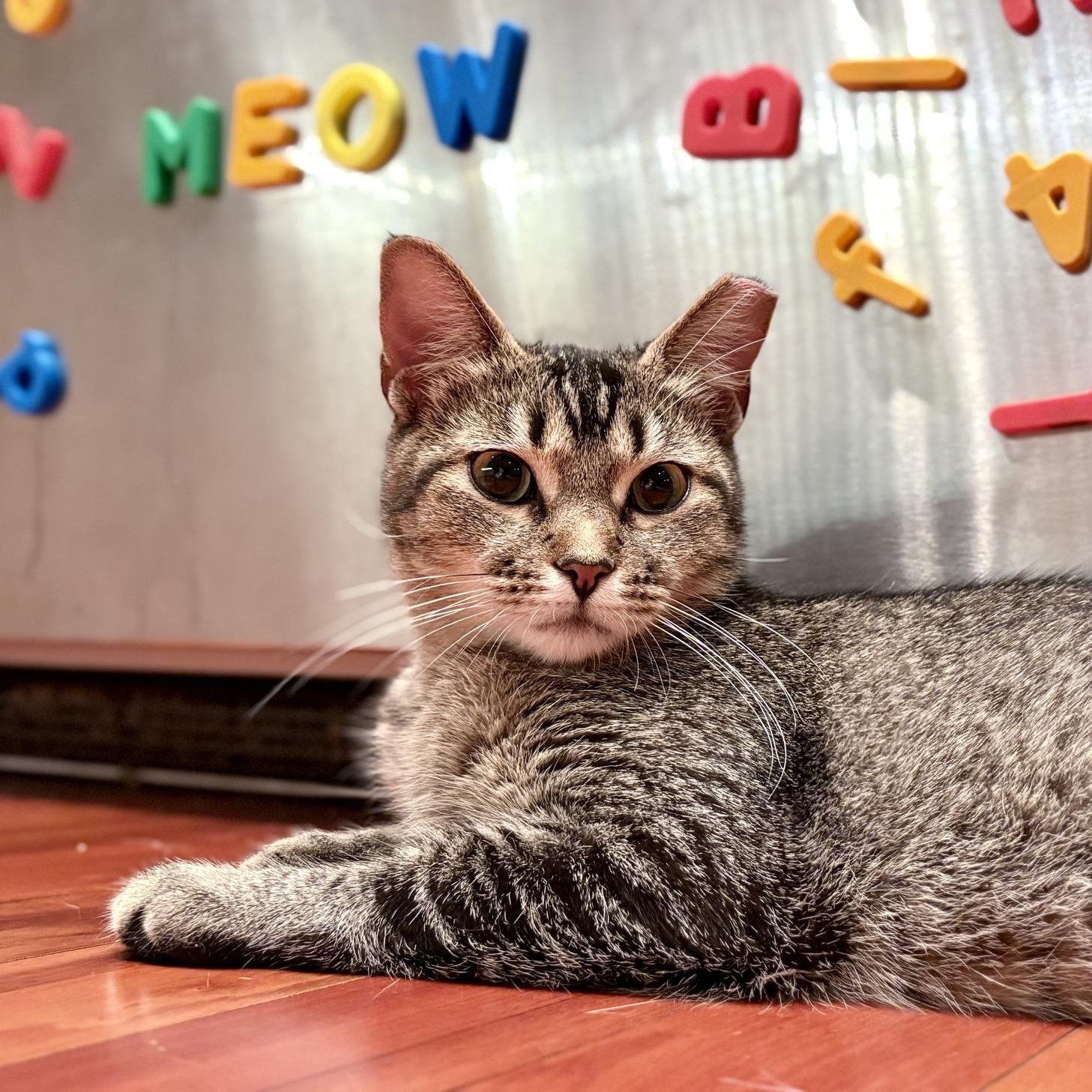 Summer, Adoptable, Adult Female Tabby.