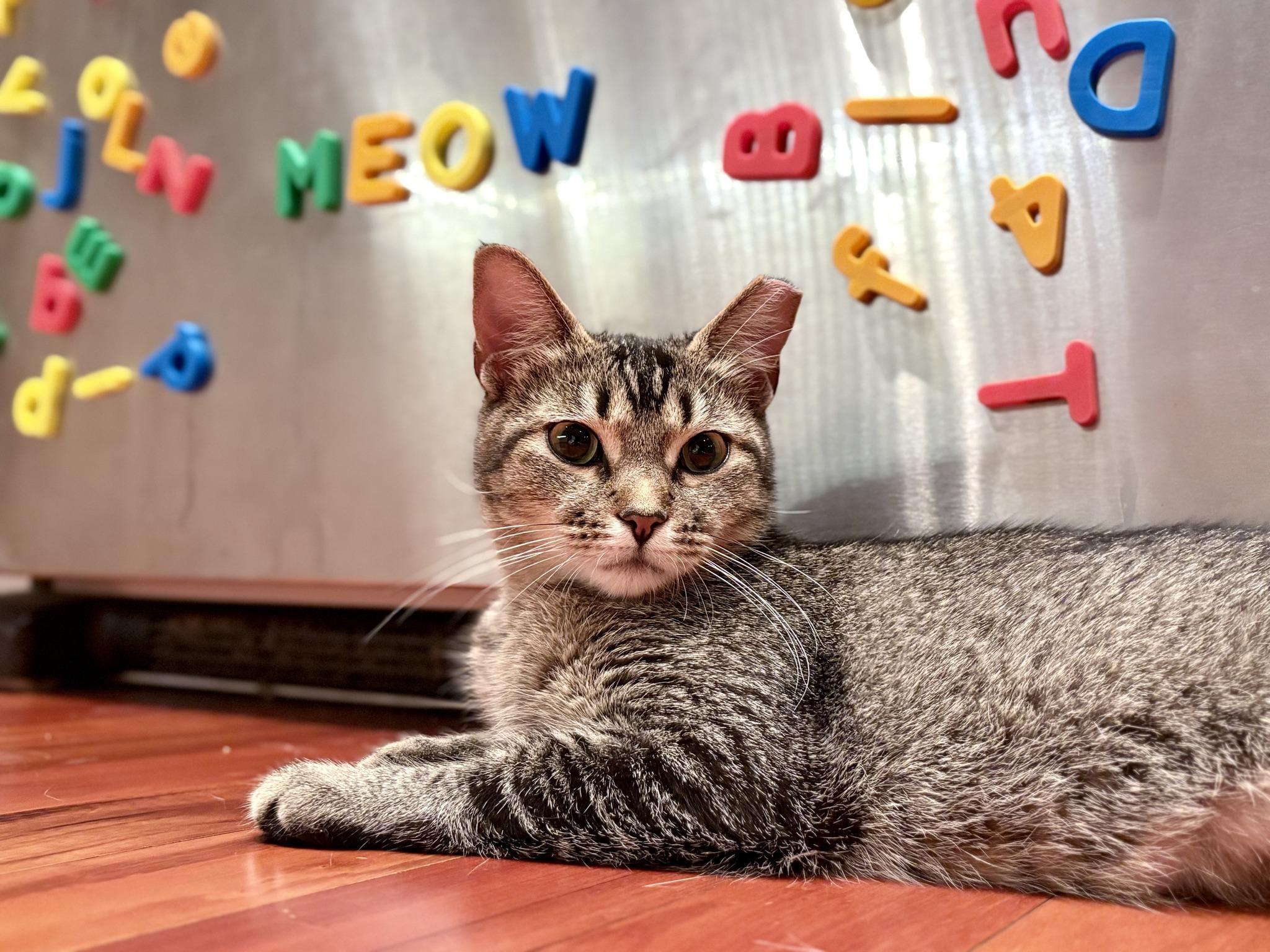 Enlarge Summer, a Adoptable Tabby in Independence, OH image 2/5