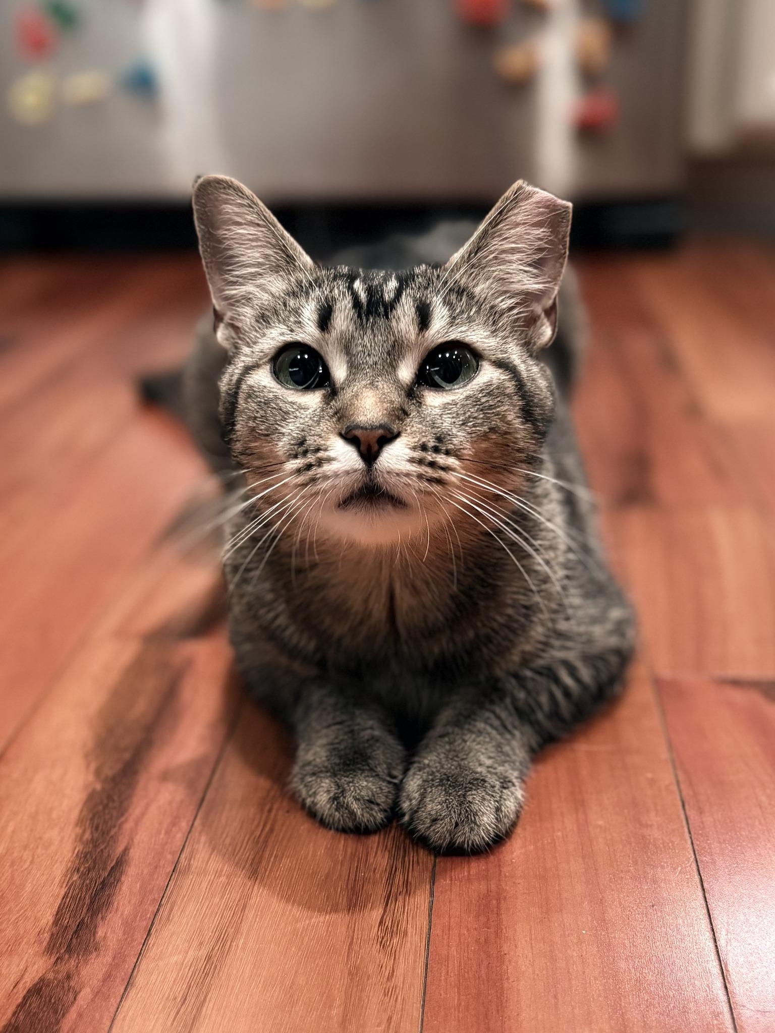 Enlarge Summer, a Adoptable Tabby in Independence, OH image 3/5