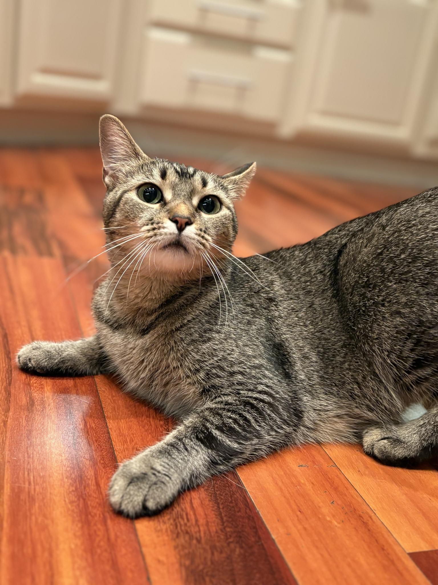 Enlarge Summer, a Adoptable Tabby in Independence, OH image 4/5