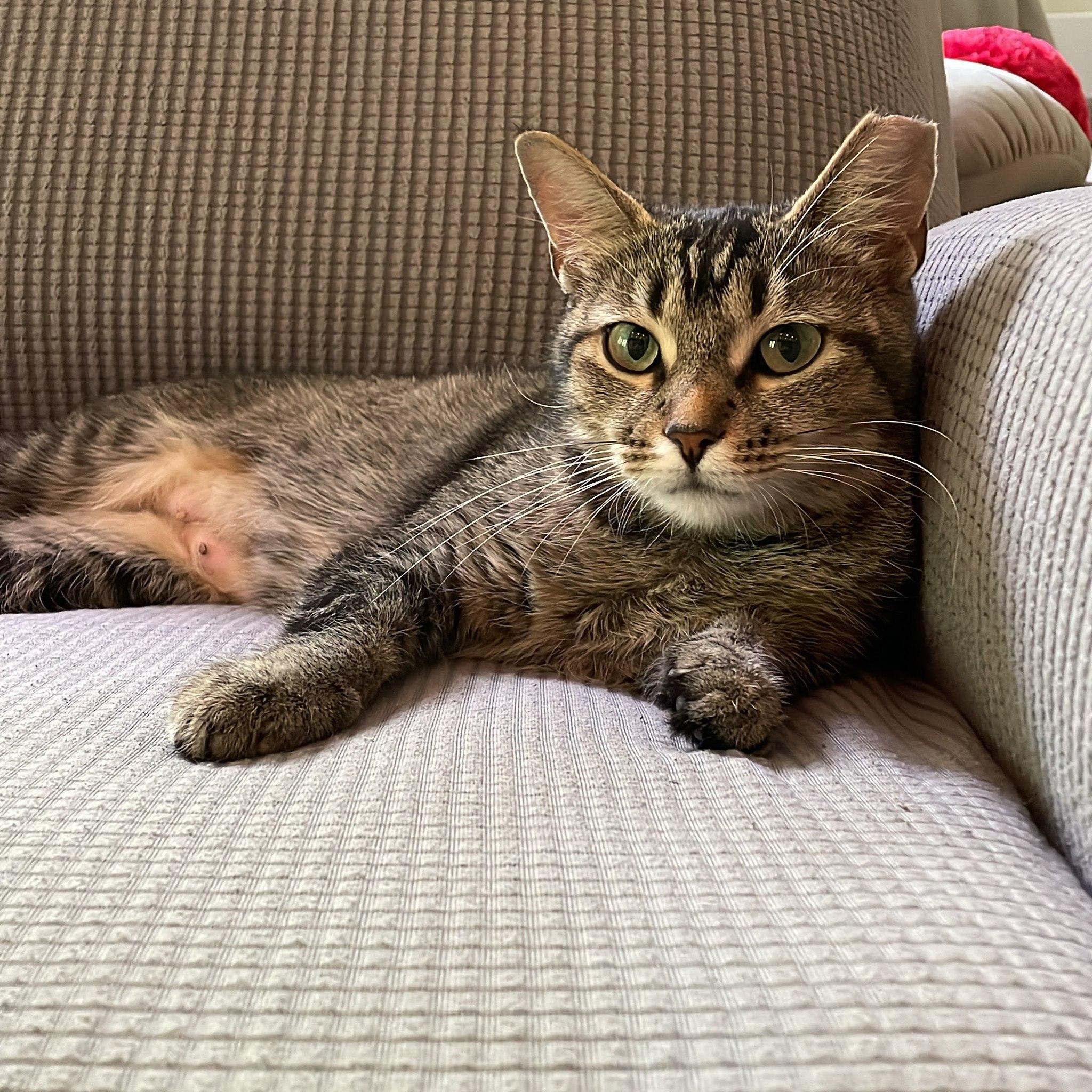 Enlarge Summer, a Adoptable Tabby in Independence, OH image 5/5