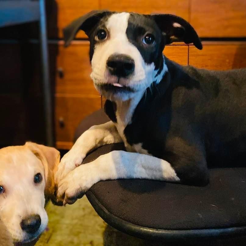 Enlarge Piccadilly, a Adoptable mixed breed in Brattleboro, VT image 2/6