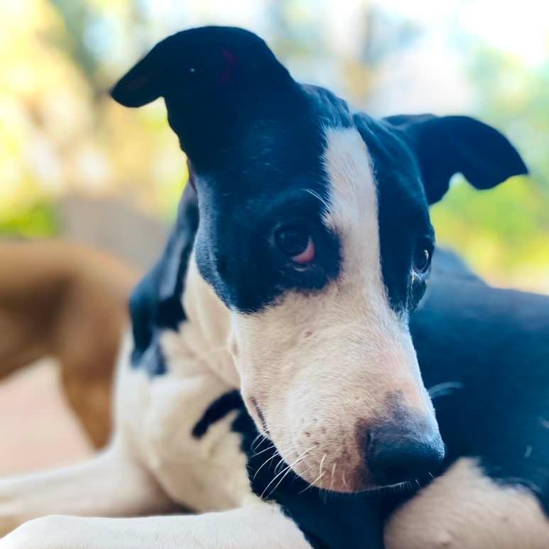 Enlarge Piccadilly, a Adoptable mixed breed in Brattleboro, VT image 6/6