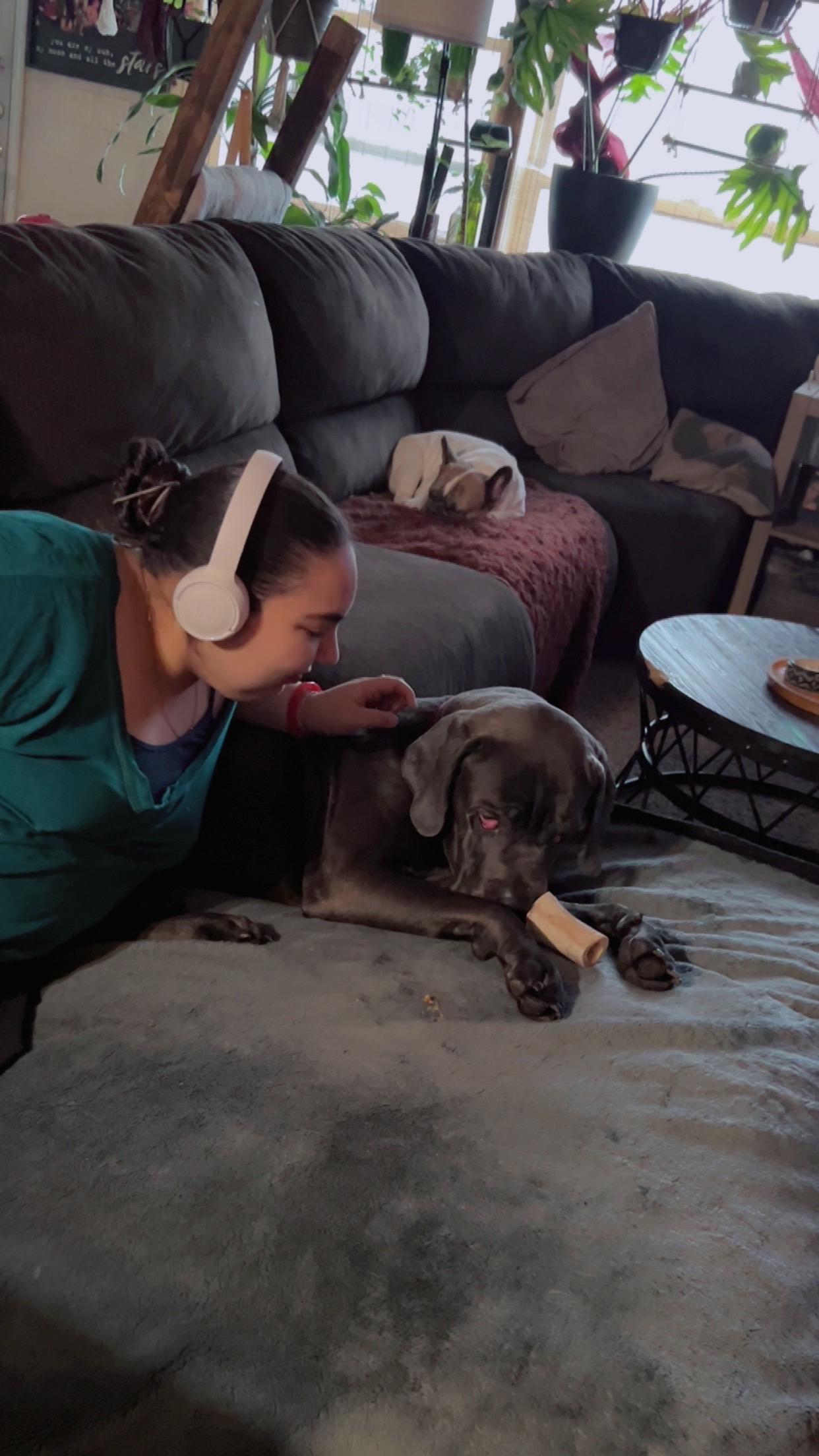 Ghost *COURTESY POST*, ADOPTABLE, Young Male Cane Corso.