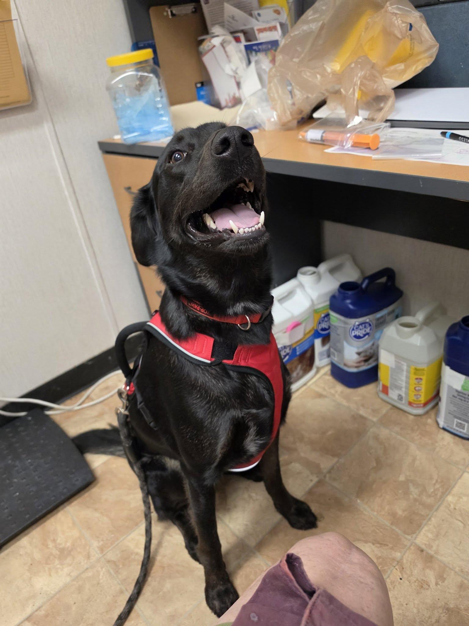 Roo (nka Koda), a Adoptable mixed breed in Savannah, GA image 2/3