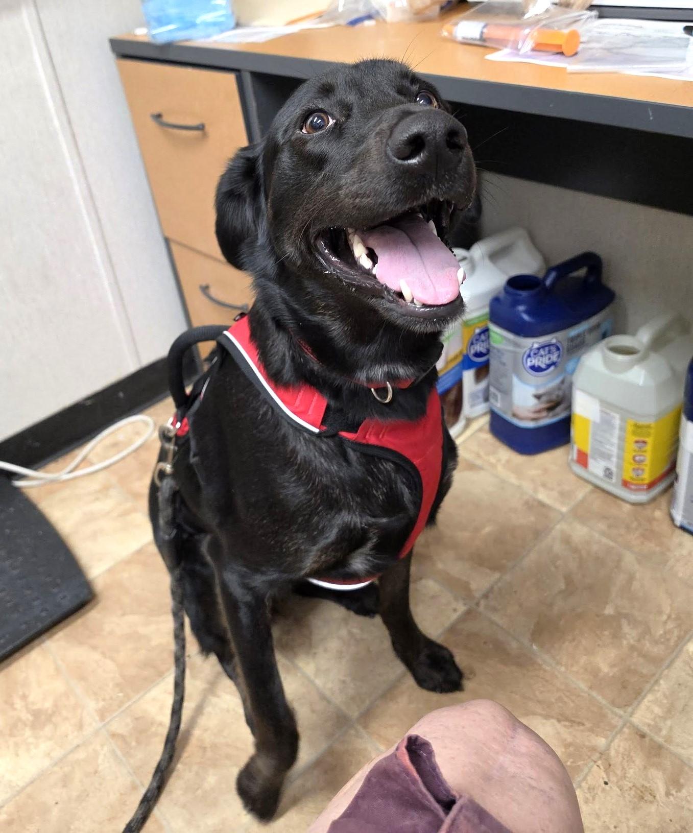 Roo (nka Koda), a Adoptable mixed breed in Savannah, GA image 3/3