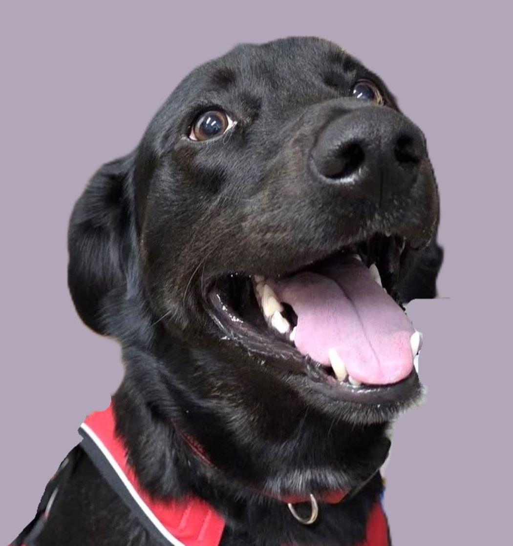 Roo (nka Koda), Adoptable, Young Male Hound & Labrador Retriever.