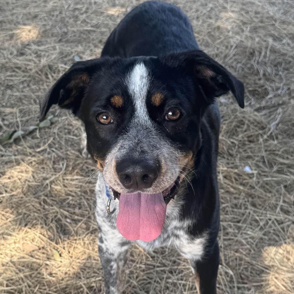 Enlarge Echo, a Adoptable Mixed Breed in Houston, TX image 1/1