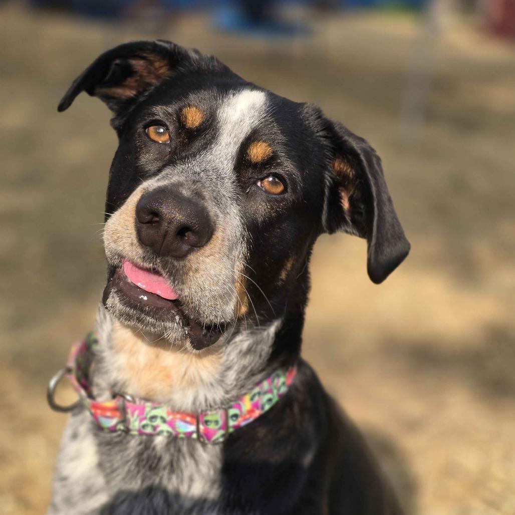 Enlarge Echo, a Adoptable Mixed Breed in Houston, TX image 2/2