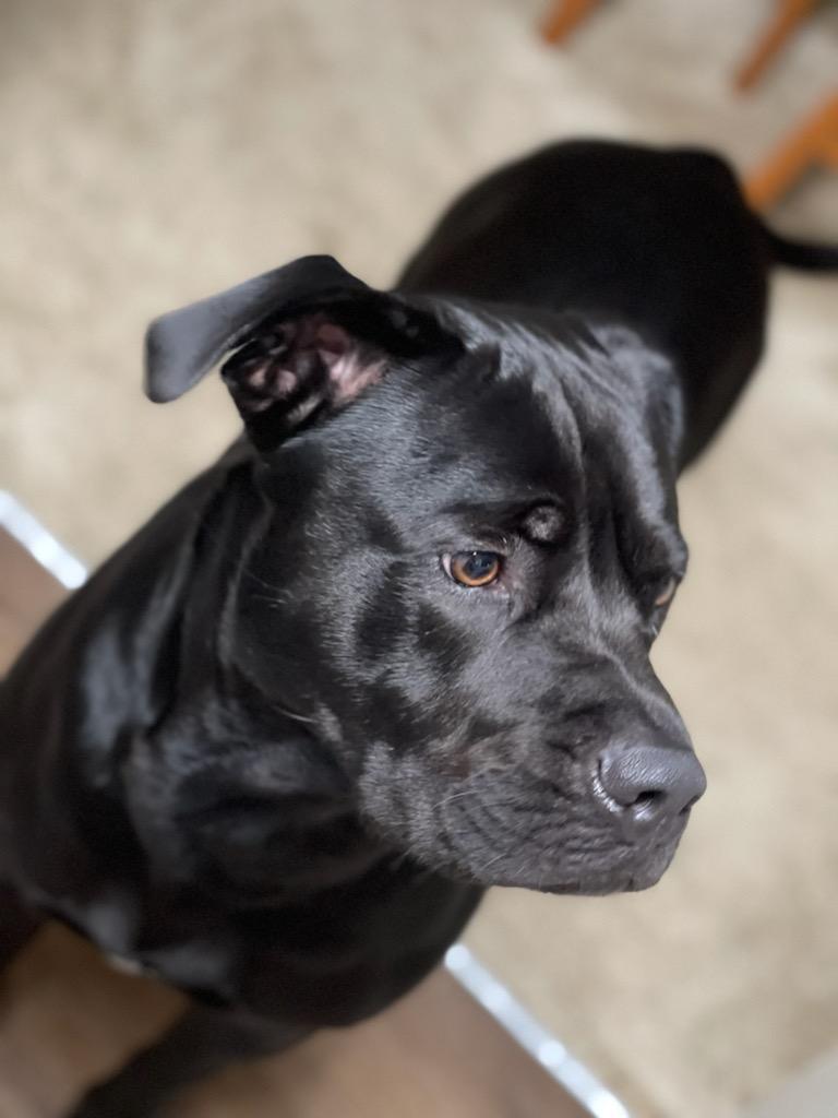 Kidd, Adoptable, Young Male Labrador Retriever & American Bulldog.