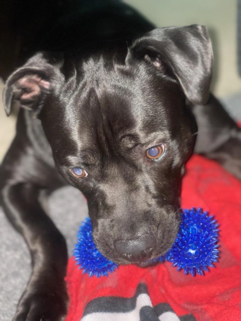 Enlarge Kidd, a Adoptable mixed breed in Crestview, FL image 2/8