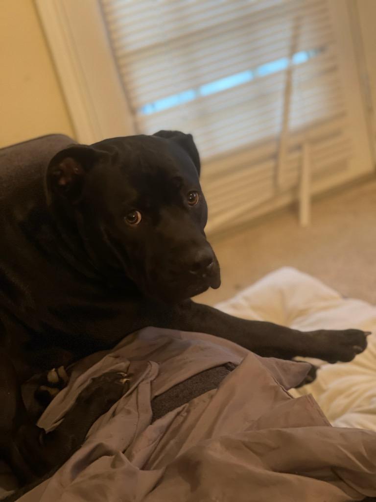 Enlarge Kidd, a Adoptable mixed breed in Crestview, FL image 3/8