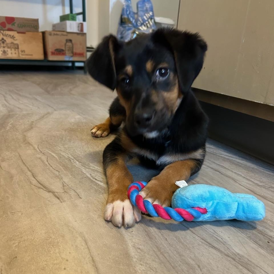 Enlarge Boots, an adopted mixed breed in CHURCHVILLE, NY image 1/3