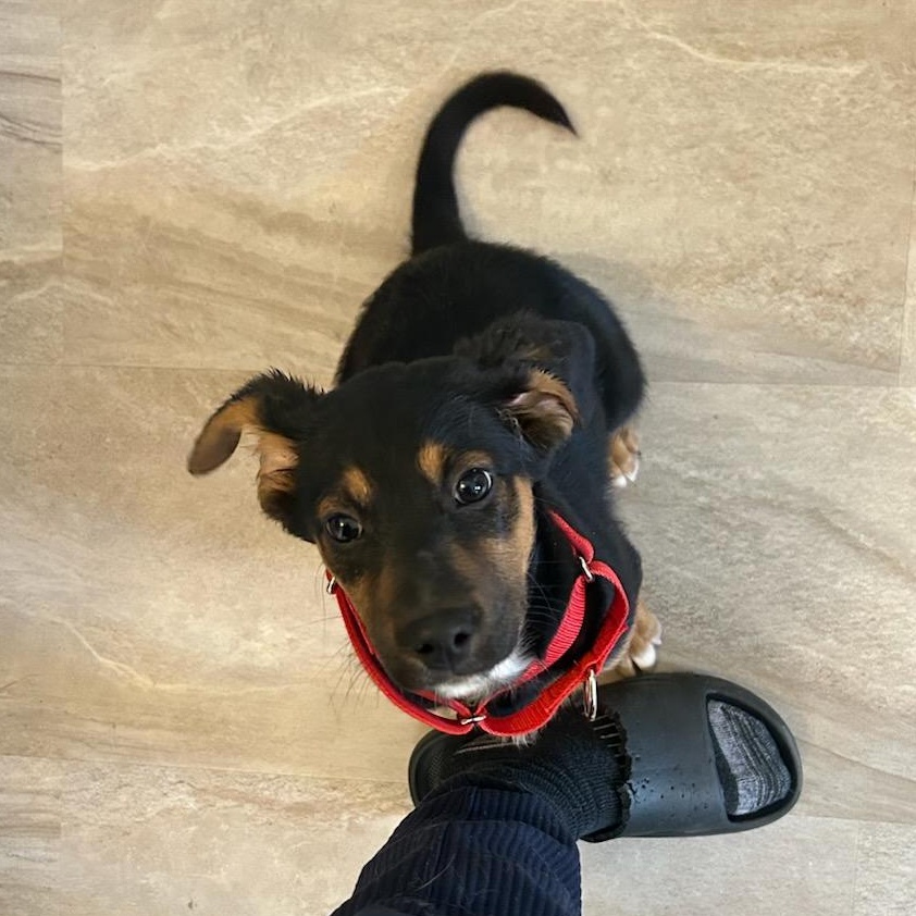 Enlarge Boots, an adopted mixed breed in CHURCHVILLE, NY image 3/3