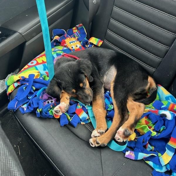 Enlarge Boots, an adopted mixed breed in CHURCHVILLE, NY image 2/3