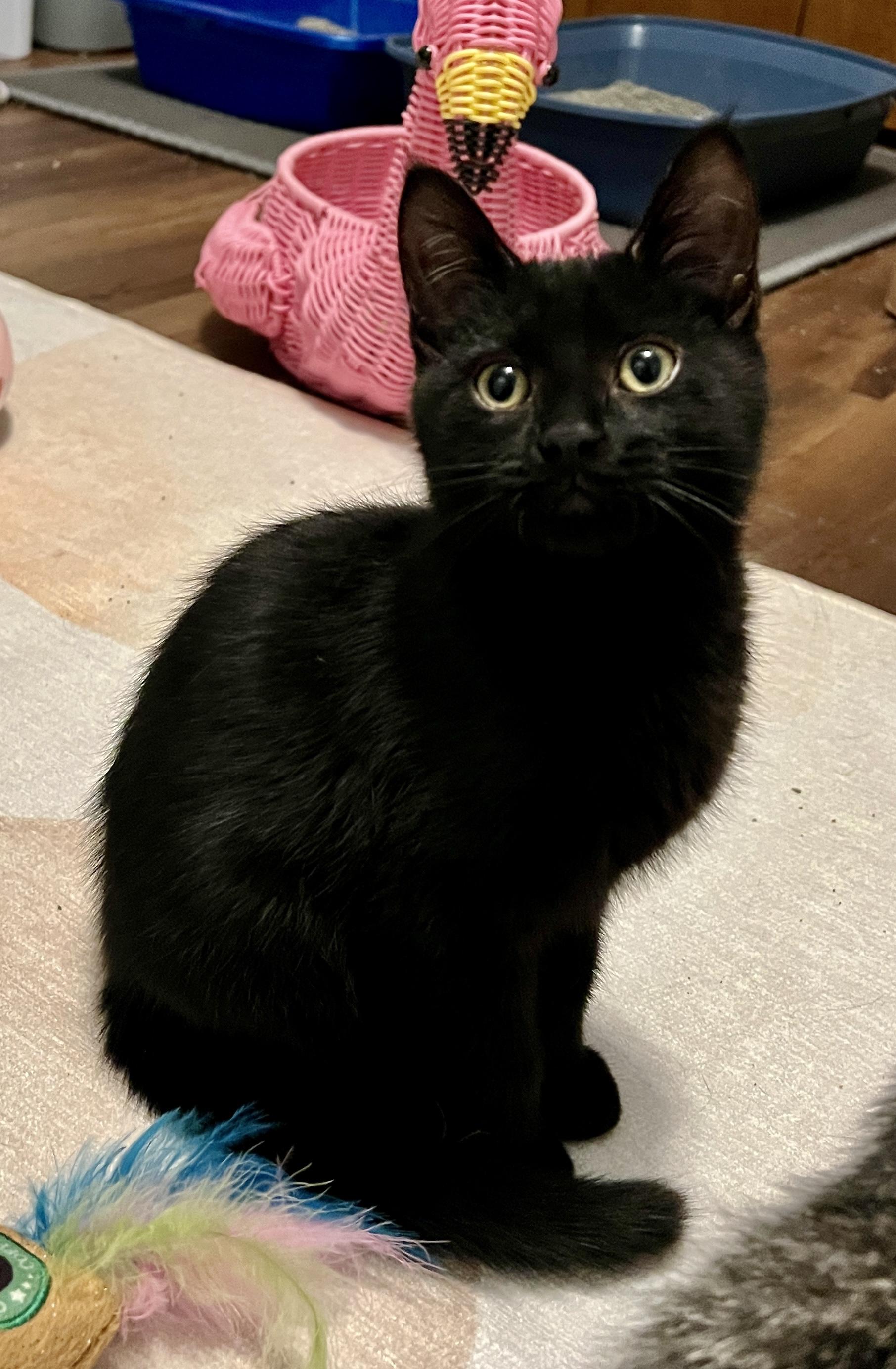 Willy, ADOPTABLE, Young Male Domestic Short Hair.