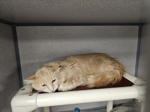 OBASI, Adoptable, Young Male Domestic Short Hair.