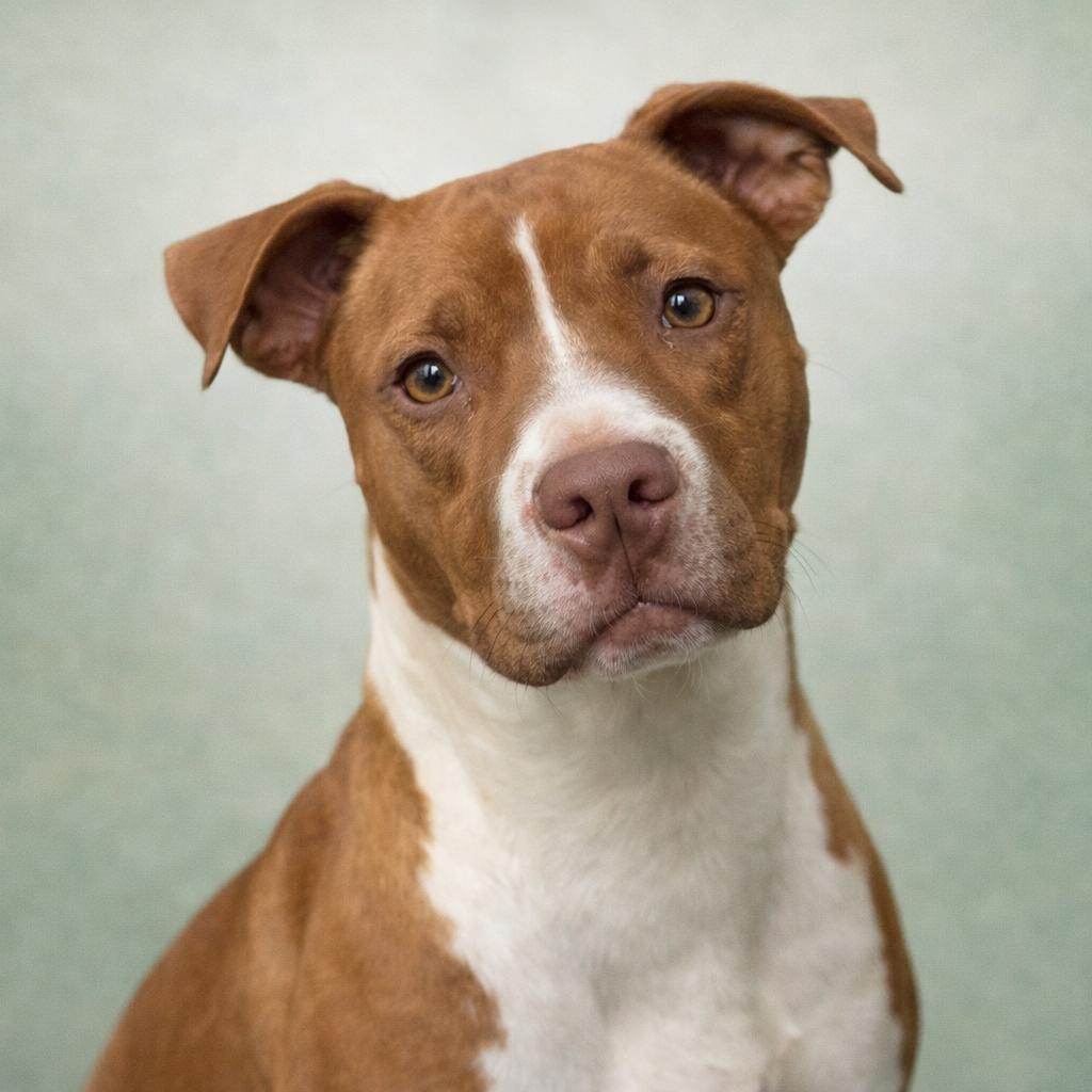 Enlarge Ja'Barkus, a Adoptable Pit Bull Terrier in Corbin, KY image 1/6