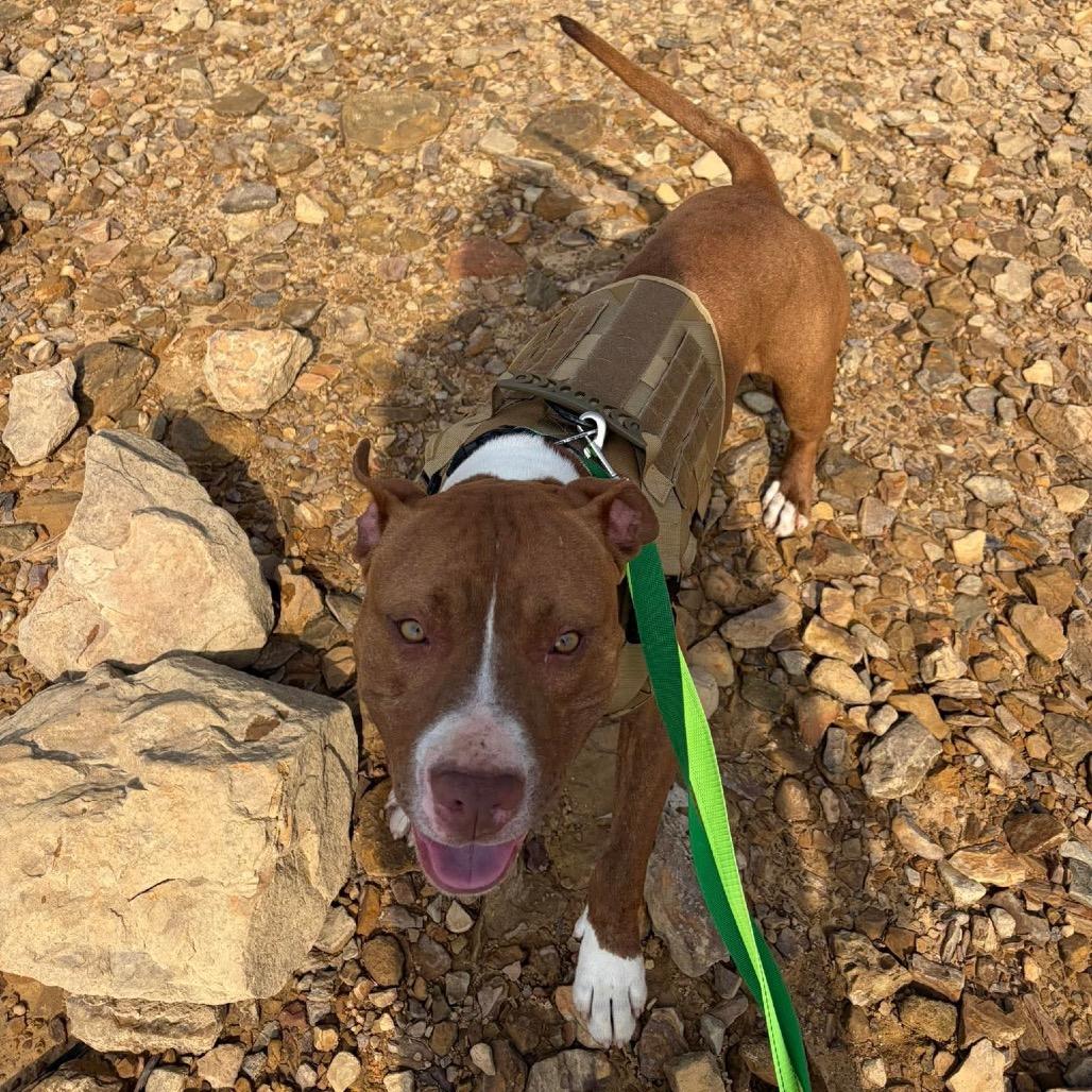 Enlarge Ja'Barkus, a Adoptable Pit Bull Terrier in Corbin, KY image 2/6