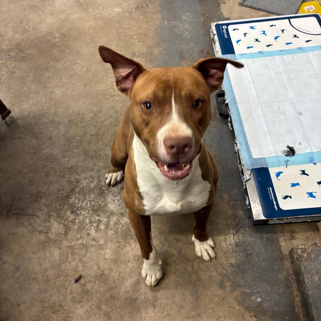 Enlarge Ja'Barkus, a Adoptable Pit Bull Terrier in Corbin, KY image 3/6