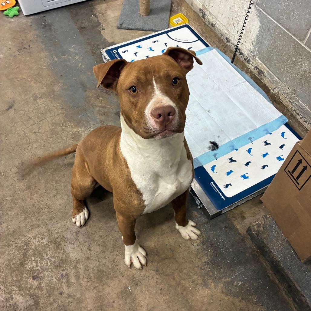 Enlarge Ja'Barkus, a Adoptable Pit Bull Terrier in Corbin, KY image 4/6