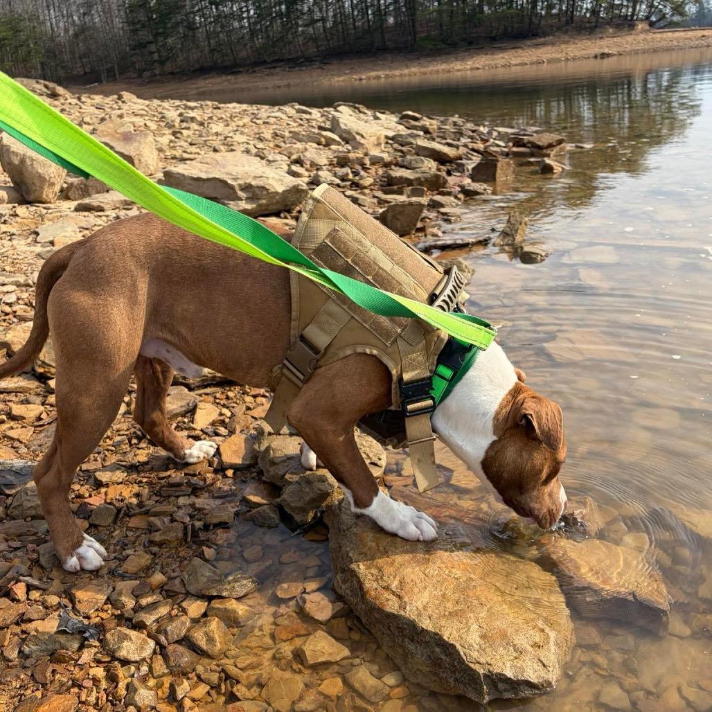 Enlarge Ja'Barkus, a Adoptable Pit Bull Terrier in Corbin, KY image 5/6