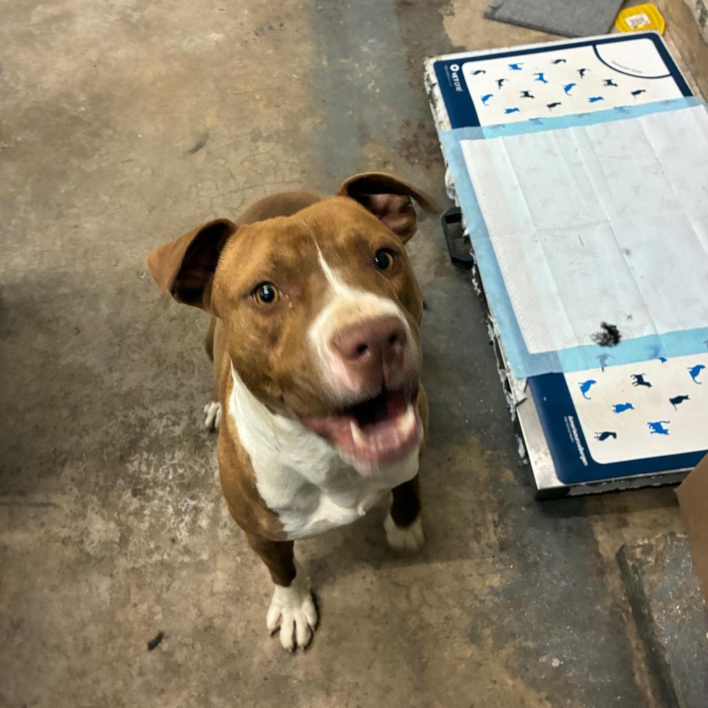 Enlarge Ja'Barkus, a Adoptable Pit Bull Terrier in Corbin, KY image 6/6