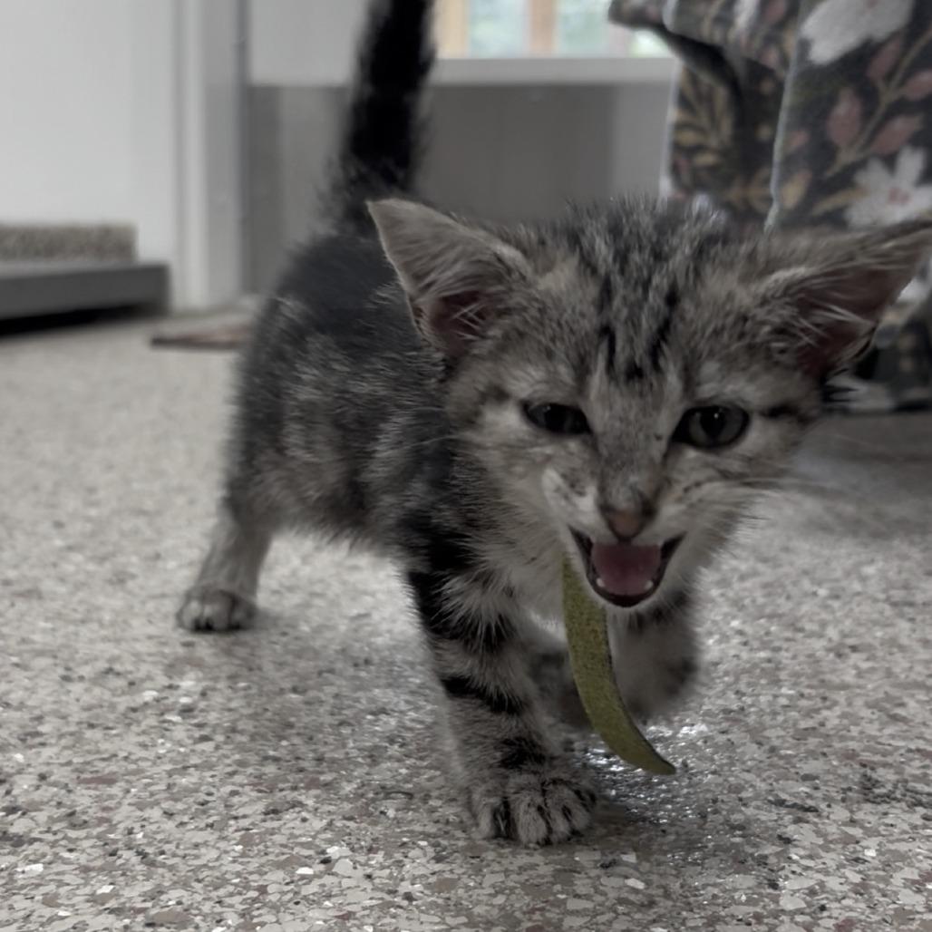 Glory, Adoptable, Young Female American Shorthair.