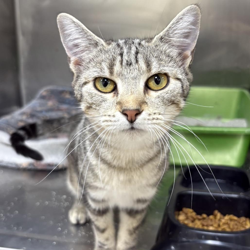 Enlarge Glory, a Adoptable American Shorthair in Donalsonville, GA image 2/3